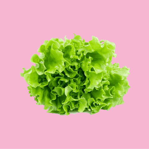 BONBON LETTUCE