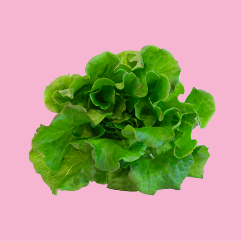 BONBON LETTUCE