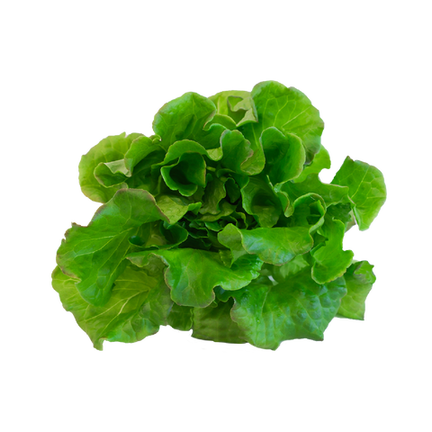 BONBON LETTUCE