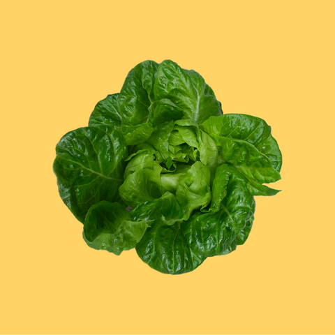 COCO LETTUCE