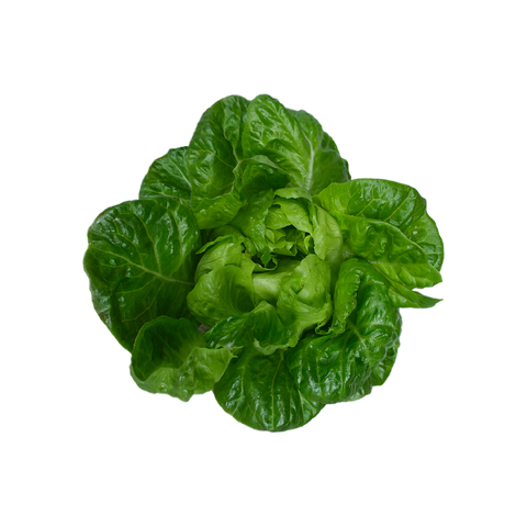 COCO LETTUCE