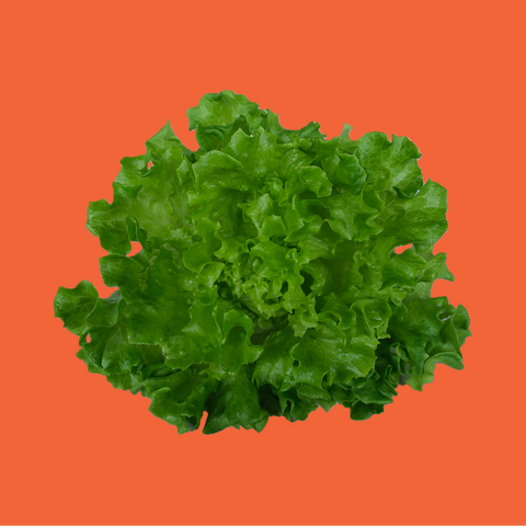 MAMBO LETTUCE