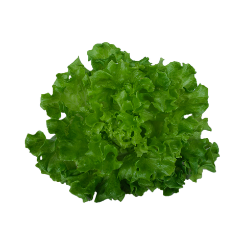 MAMBO LETTUCE
